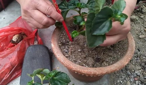 6种花生根能力强,冬天也能扦插,明年还能开花