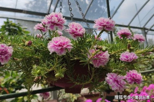 养花该如何配置合适的土壤 兼顾此5点,盆栽植物没有问题