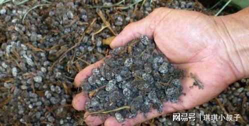 养花用 羊粪 ,正确用法有 3种 ,养啥旺啥,绝对不烧苗