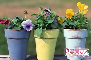 养花风水 花盆风水摆放有讲究