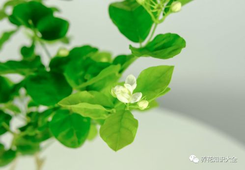 这几种花明明开花很美,却不太受欢迎,到底是为啥