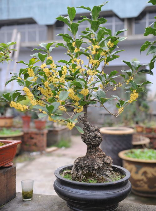 桂花养护有技巧,跟老花农学几招,让桂花长得超漂亮