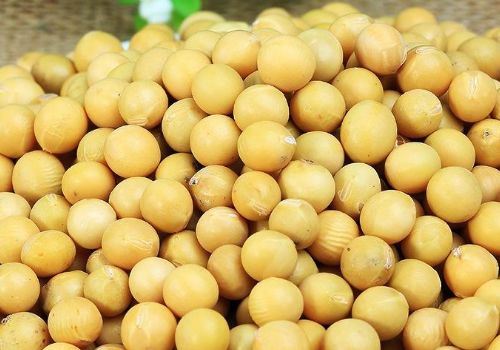 怎么判断黄豆坏没坏 变质了的黄豆怎么处理