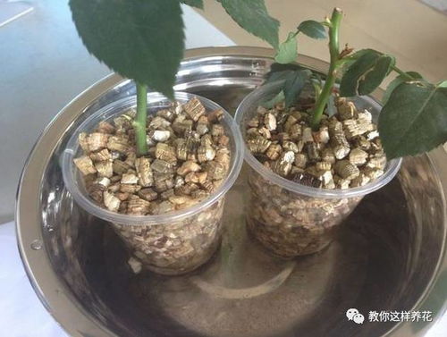 扦插用上5种东西,成活率提高2倍 太简单了