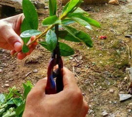 三种难扦插的花,记住这几点,埋到土里就能成活