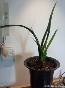 花盆里有小飞虫怎么去除小妙招