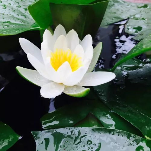 多肉 鲜花 绿植 50种常见植物浇水方法