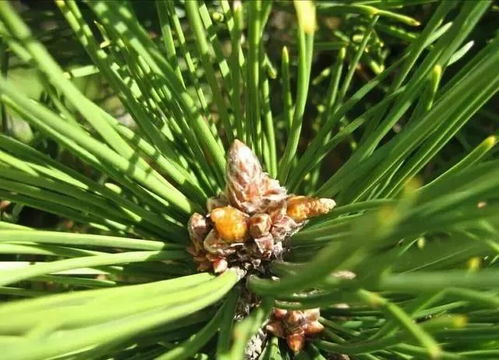 教你如何制作养花用的松针土