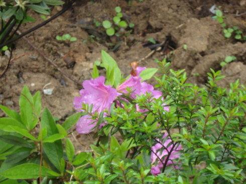 花泥的简介