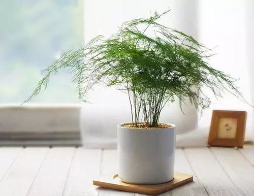 花也爱干净 桂花兰花文竹怕烟尘,养花环境要清新