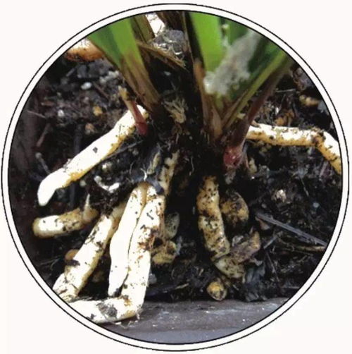 兰花植料各有利弊,若要搭配使用,必备这份优良的植料配方