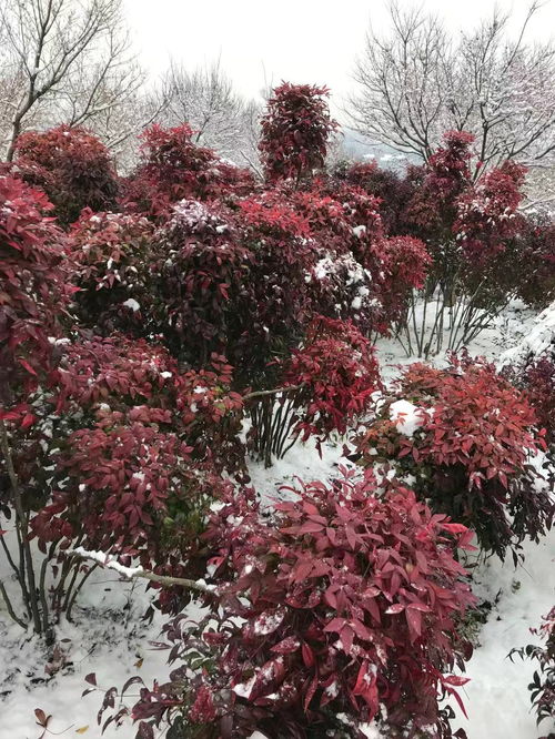 漯河红叶南天竺苗批发基地