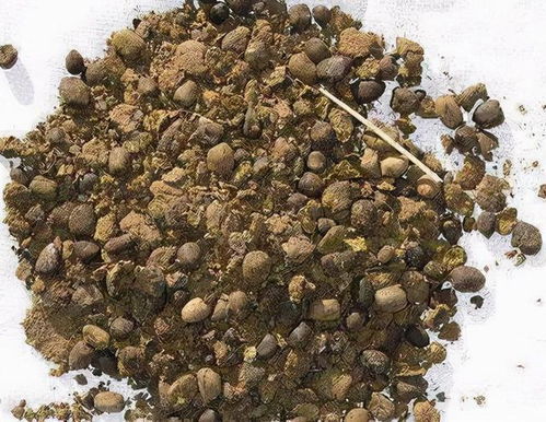鸡粪和羊粪哪个肥效高