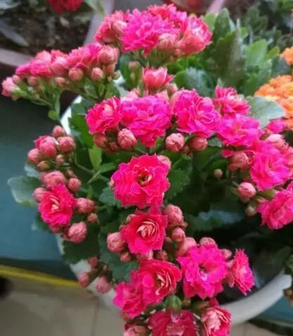 8月份养 长寿花 ,2个雷区不能踩,要不咋养,花也不旺盛