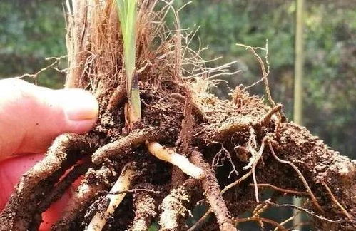 腐殖土种植兰花容易烂根 看看这三个实例,新手也能养好兰花