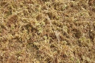为何多肉总是种不好 原来是土没有选好