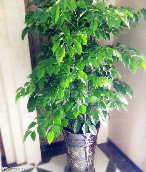 在客厅阳台可以摆放的风水植物
