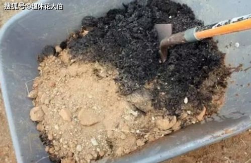 农村人养花种菜不缺肥的秘诀 抓把草木灰撒土里