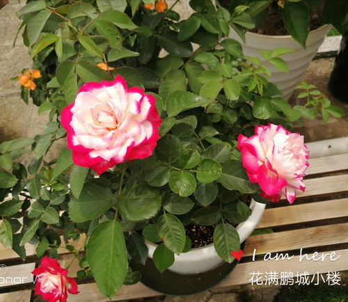 月季 摩纳哥公爵