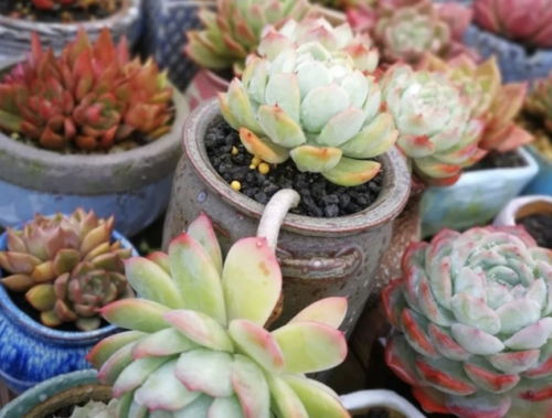 多肉植物为什么要换盆 听完花友的解释,我立马去阳台换盆换土了
