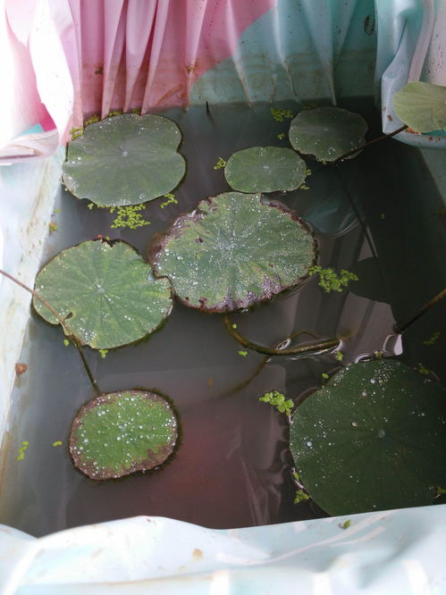 碗莲叶子发黄,不长新叶,水清 有水藻,水里螺丝虾都死了,怎么办 怎么才会让碗莲快点长叶子