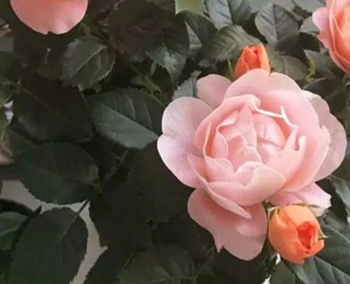 养月季 陷阱 多,这 3件事 别做,否则栽上也难活,别忽视 花友