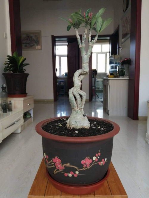 养花选花盆很重要,选对了花长得旺,选错了影响生长