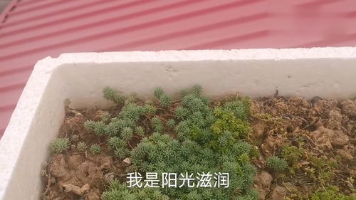 看老表用纯园土种多肉,不管理它也长的好,叫我情可以堪