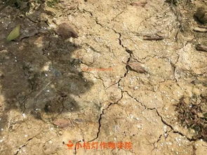 水田贡柑如何快速造就丰产树形