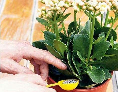 养花用 底肥 ,学会这一招,少花一半钱,年年花爆盆