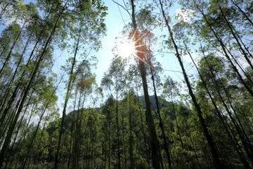 桉树喜欢什么肥料