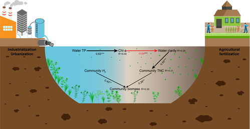 水生所揭示连接沉水植物中枢性状和生态系统功能的化学计量和生理学机制