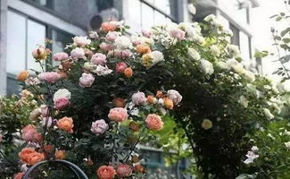 月季缓苗――史上最全攻略