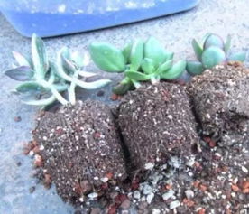 盆栽植物想要不烂根,土壤配置和换盆才是最关键的
