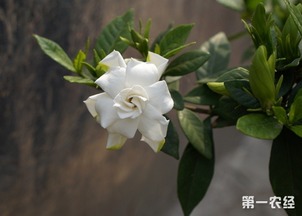栀子花花期是多长 栀子花的花语是什么