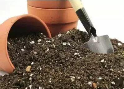 养花用 好土 ,养啥旺啥,10分钟教你做1盆,比买的强100倍