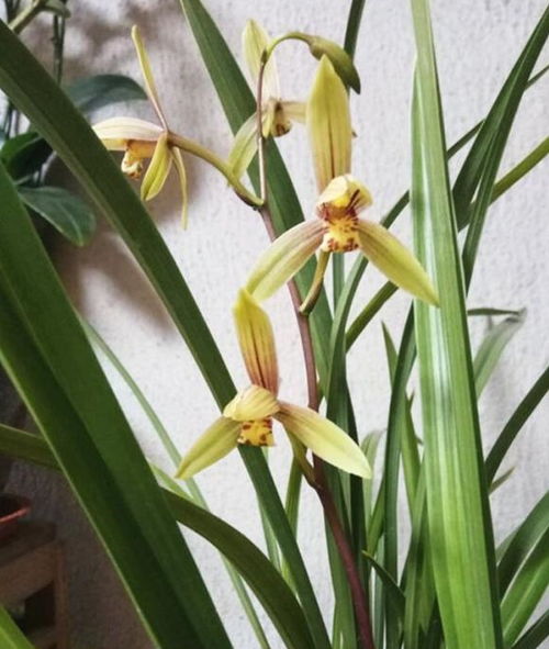 夏天养兰花,调整3方面,状态太仙了