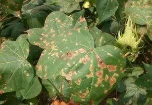 警惕 植物生长调节剂 植物激素 不然后果很严重