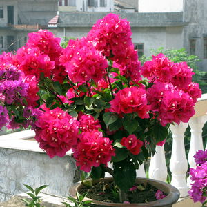 春天别光养草花,种棵花树,一年四季都开花,盆栽地栽都美