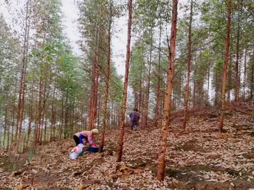 扛过了种树的苦,别在施肥上踩了坑,桉树施肥就得这么干