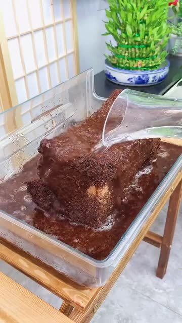 椰砖怎么配土种菜