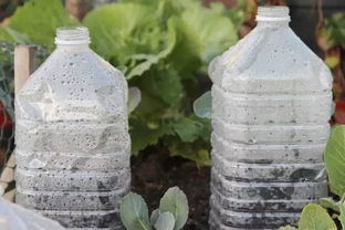 冬天给植物特别的保暖技巧,只需要一个塑料瓶就行