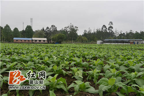 蓝山 烟苗施肥忙 图