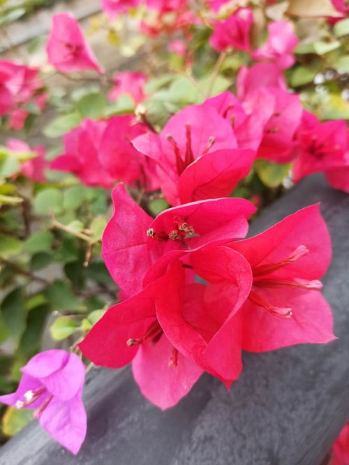天热了还能买花吗 4种花 耐热耐晒 ,五六月入手正合适