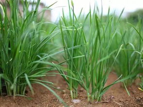种植韭菜要丰产,掌握2个施肥方法,韭菜一茬一茬割不完