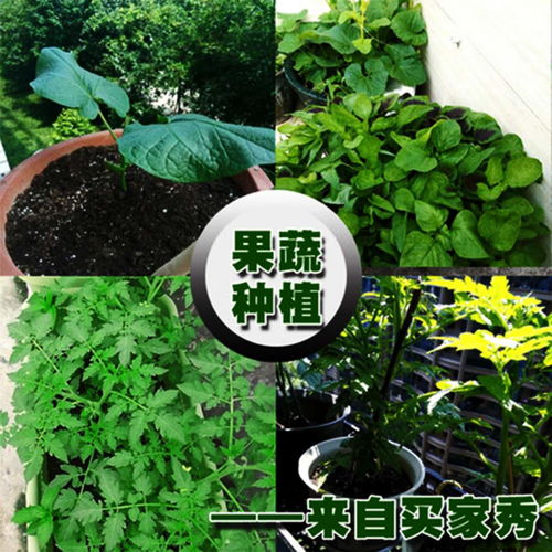 园艺营养土可以种菜吗