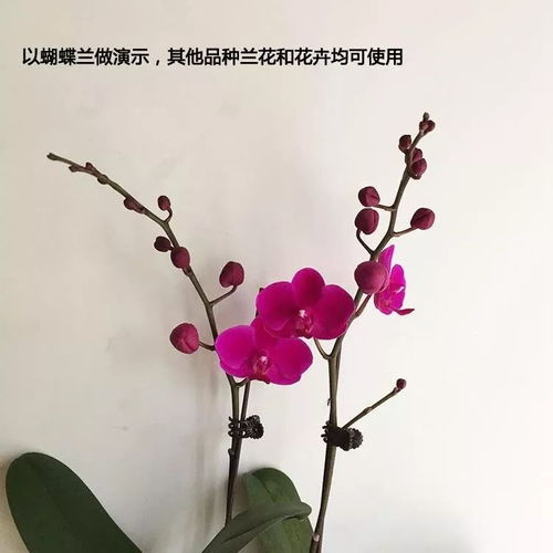 兰花兰草花卉蝴蝶兰夹子,1元5个