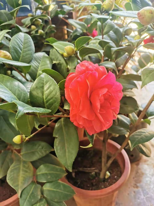 家里为什么不能养茶花