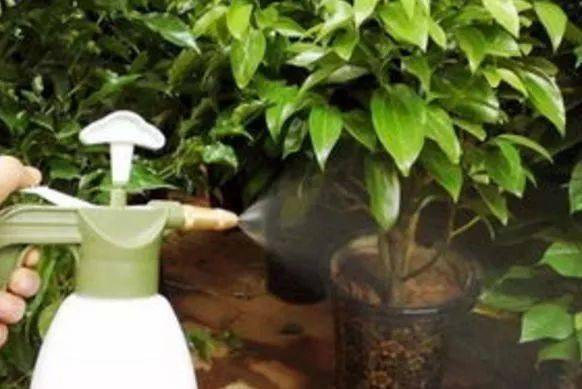 花盆浇水后渗水多久正常