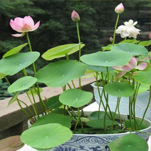 夏天养一盆碗莲,一颗种子开出一盆花,种好了还能有莲藕
